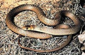 世界10大毒蛇