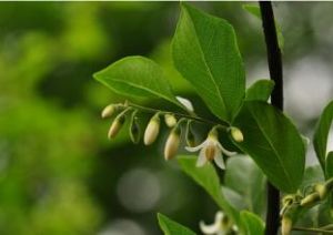 小葉賽山梅 小葉賽山梅