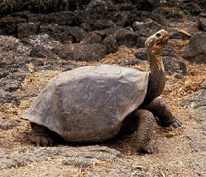 平松島加拉帕戈斯象龜