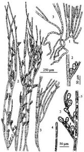 豪氏旋體藻 豪氏旋體藻