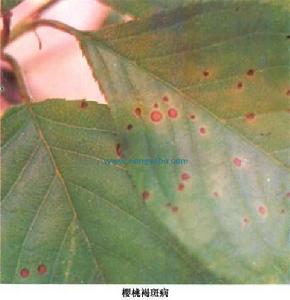 櫻桃褐斑病 櫻桃褐斑病