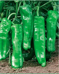 久保田301 久保田301