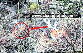 天門山虎照事件 天門山虎照事件