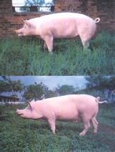 廣西白豬 廣西白豬