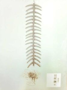 大量流出 大量流出