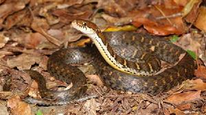 橫斑錦蛇 橫斑錦蛇