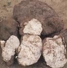 白茯苓散 白茯苓散