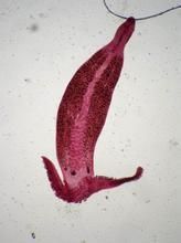 小魣鋏蟲屬 小魣鋏蟲屬