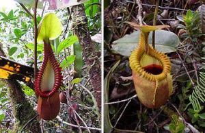 大葉豬籠草的上位籠（左），長毛豬籠草的上位籠（右）