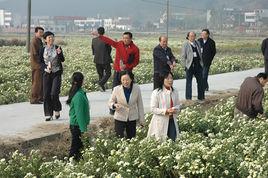福田河鎮 福田河鎮