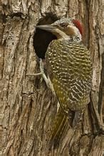 賴氏啄木鳥 賴氏啄木鳥