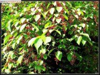 細梗紅莢蒾 細梗紅莢蒾