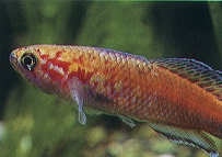 三叉琴尾魚