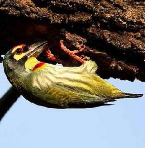 （圖）赤胸擬啄木鳥