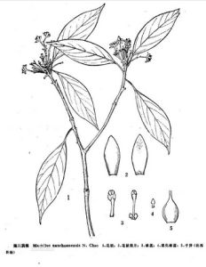 南川潤楠 南川潤楠