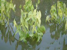 池塘中的白肉慈菇植株