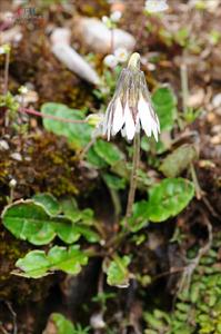 蒙自大丁草 蒙自大丁草