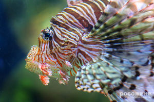 獅子魚科 獅子魚科