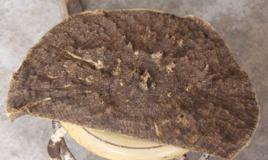 伽南[常綠喬木沉香的別稱]