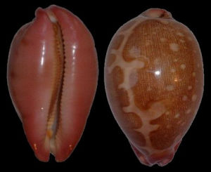 酒紅地圖寶螺 酒紅地圖寶螺