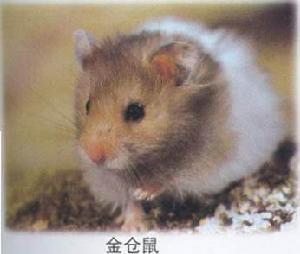 金黃大頰鼠 金黃大頰鼠