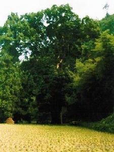 古楠神木 古楠神木