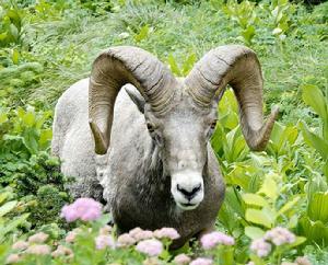 內華達山脈大角羊 內華達山脈大角羊