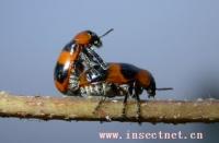 黑額光葉甲 黑額光葉甲