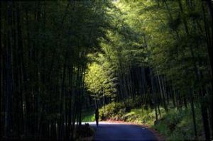 荊山竹海 荊山竹海