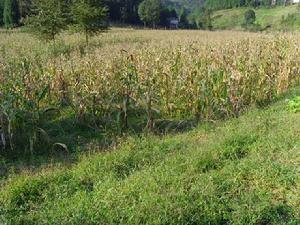 私錢自然村-種植業