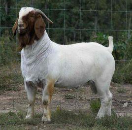 河南小尾寒羊 河南小尾寒羊