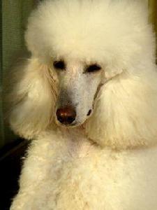 巨型貴賓犬 巨型貴賓犬