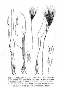 中華筆草 中華筆草