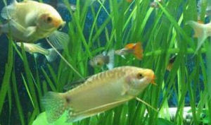 黃曼龍魚 黃曼龍魚