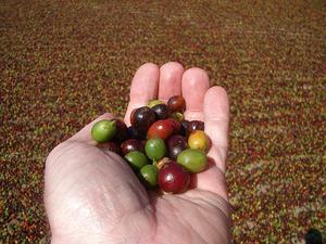 哥斯大黎加咖啡