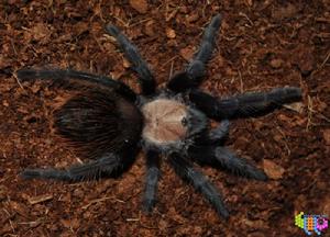 卡薩布蘭卡茶色 卡薩布蘭卡茶色