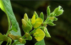 黃花鹿藿 黃花鹿藿