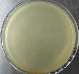 雙層平板法 雙層平板法