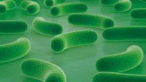 擬乳己糖 擬乳己糖