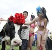 奶牛美女