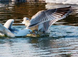鷗屬（學名Larus）鳥類