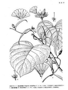 線葉銀背藤 線葉銀背藤