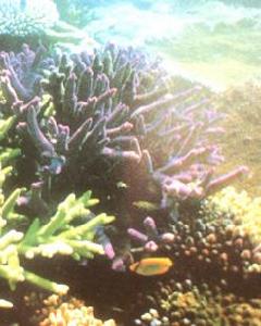 三亞珊瑚礁自然保護區