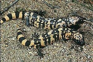 短尾毒蜥 短尾毒蜥