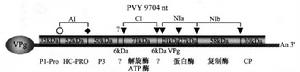 馬鈴薯Y病毒的基因組及其產物