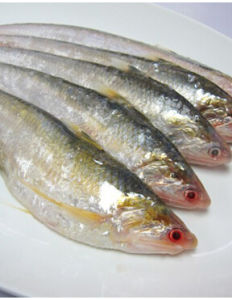 長江刀魚 長江刀魚