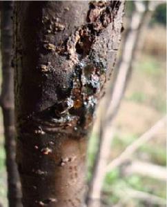 大櫻桃流膠病 大櫻桃流膠病