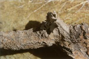 葉狀耳盤菌 葉狀耳盤菌