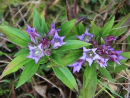 頭花龍膽 頭花龍膽