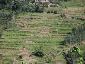 思可苴小村自然資源－耕地